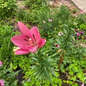 Meet your Posher, Haesook